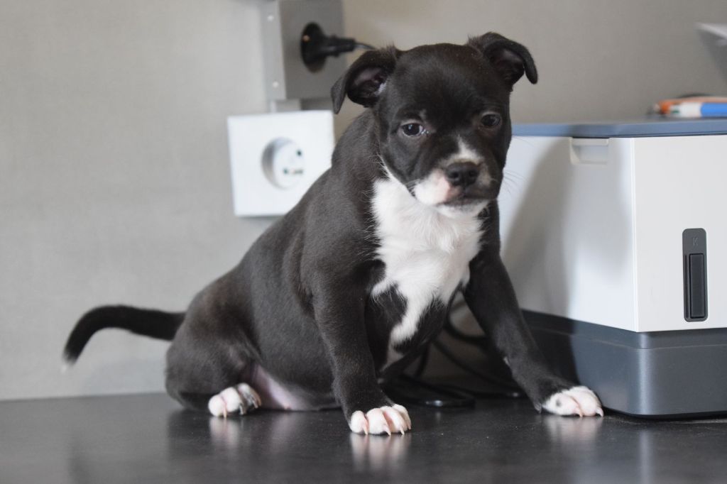 Blue Best - Chiot disponible  - Staffordshire Bull Terrier