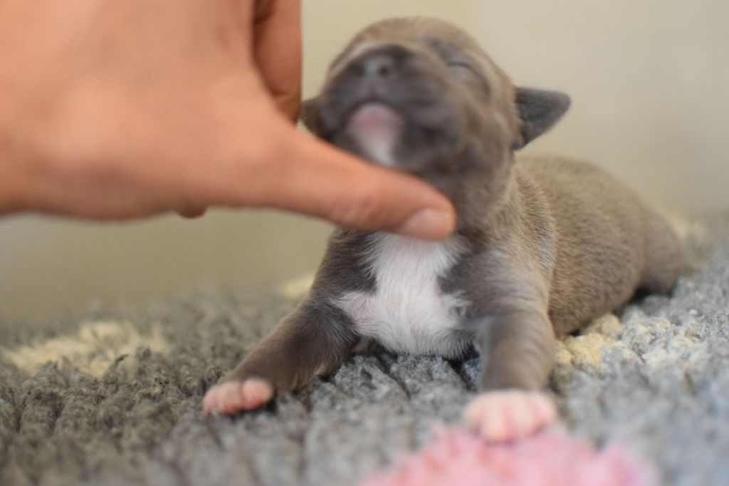 Blue Best - Chiot disponible  - Staffordshire Bull Terrier