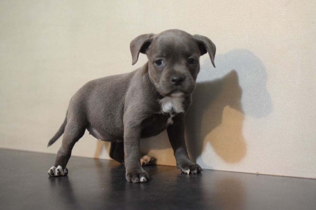 Blue Best - Chiot disponible  - Staffordshire Bull Terrier