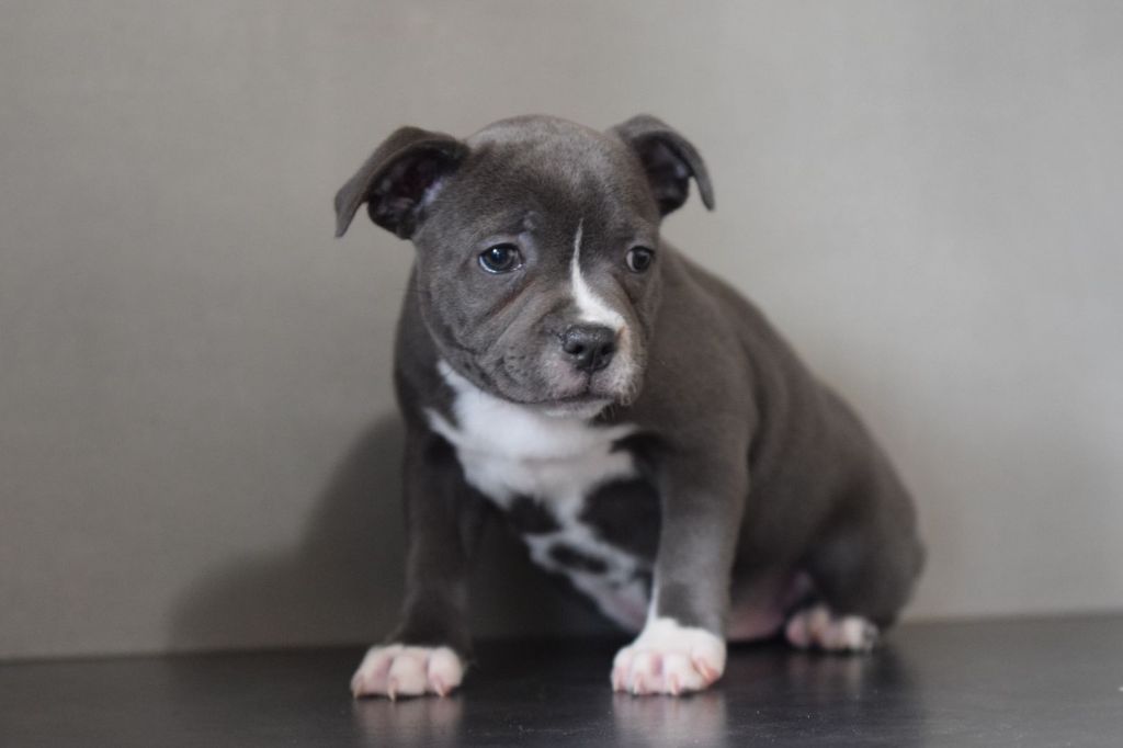 Blue Best - Chiot disponible  - Staffordshire Bull Terrier