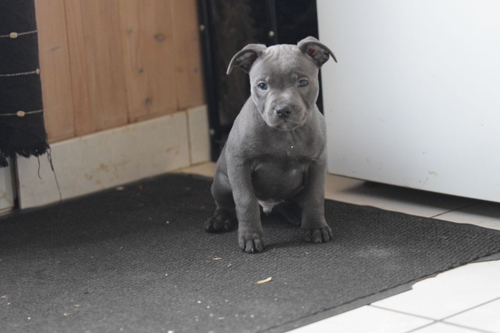 Blue Best - Chiot disponible  - Staffordshire Bull Terrier