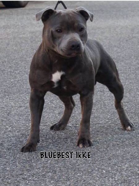 Blue Best Ikke