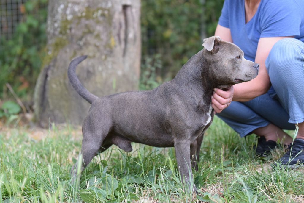 brave spirit Kriss blue diamond
