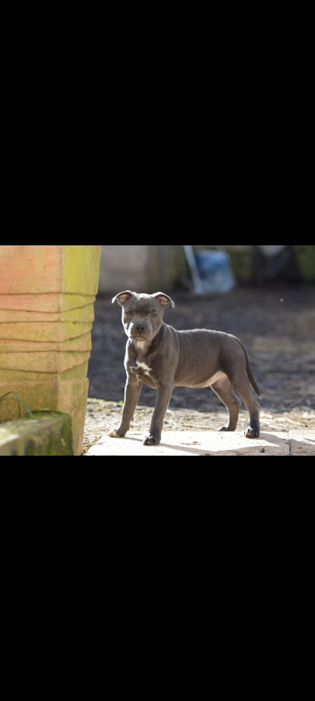 Blue Best - Chiots disponibles - Staffordshire Bull Terrier