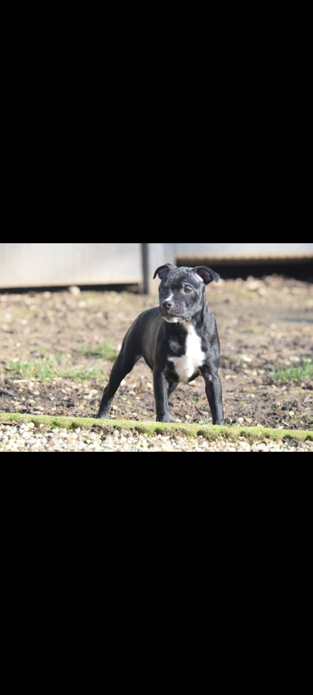 Blue Best - Chiots disponibles - Staffordshire Bull Terrier