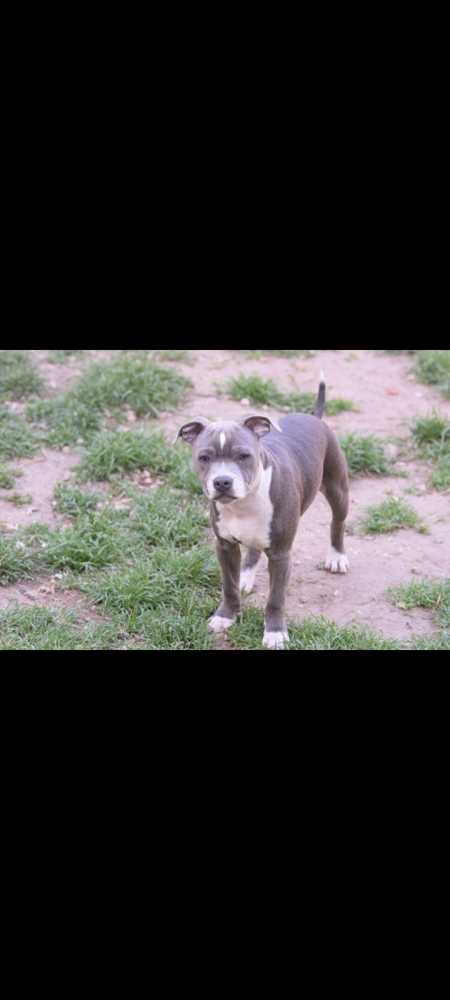 Blue Best - Chiots disponibles - Staffordshire Bull Terrier