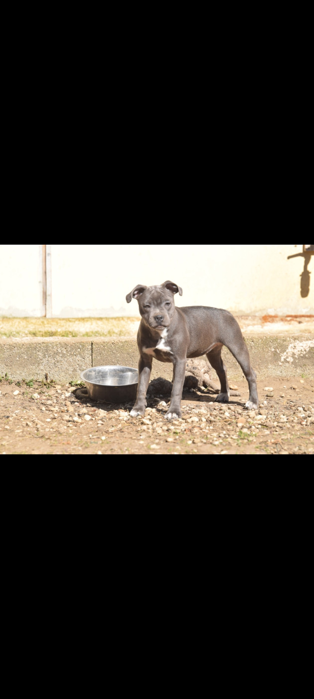 Blue Best - Chiots disponibles - Staffordshire Bull Terrier