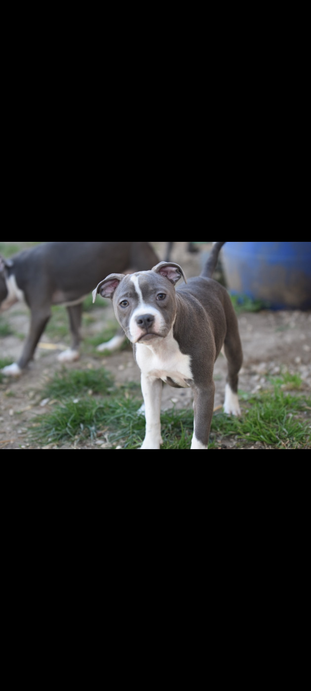 Blue Best - Chiots disponibles - Staffordshire Bull Terrier