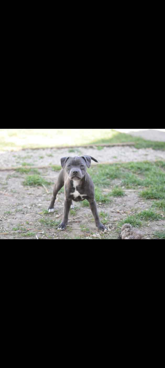 Blue Best - Chiots disponibles - Staffordshire Bull Terrier