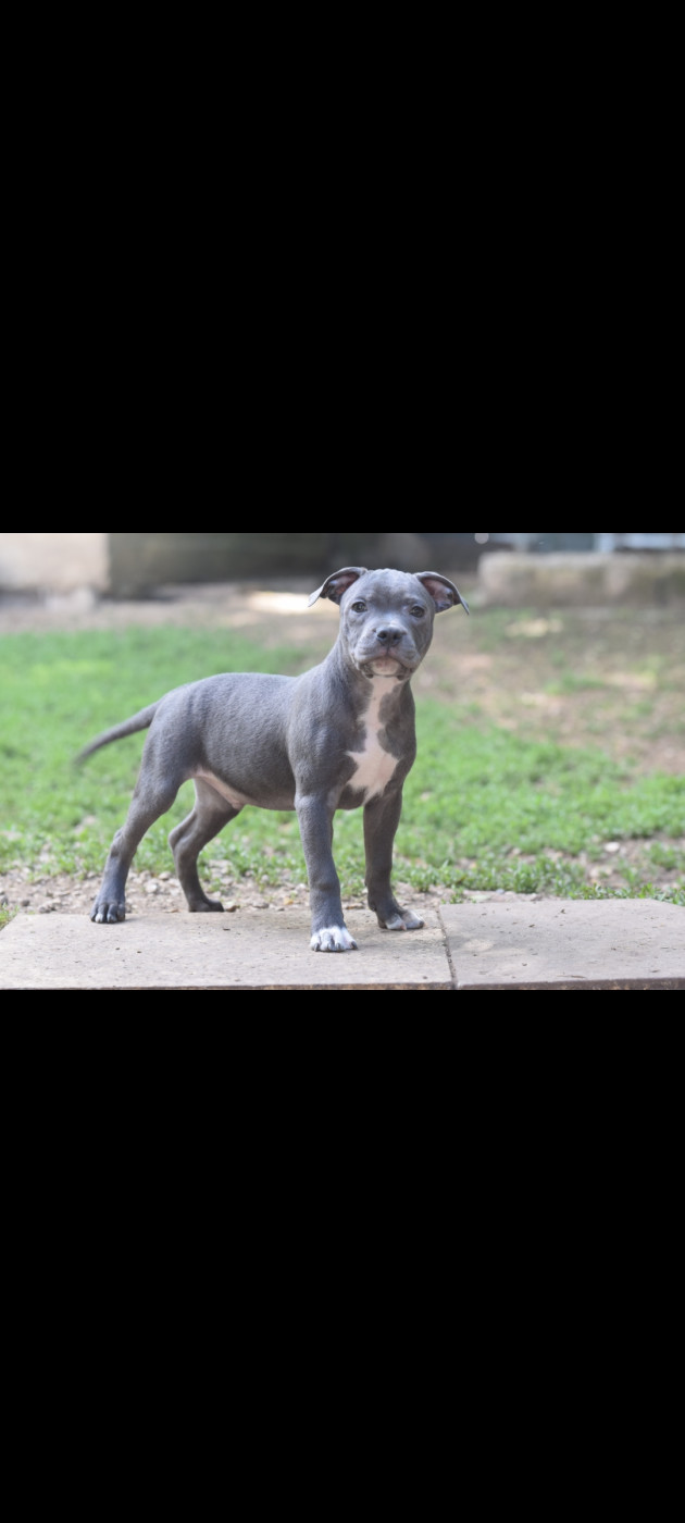 Blue Best - Chiots disponibles - Staffordshire Bull Terrier