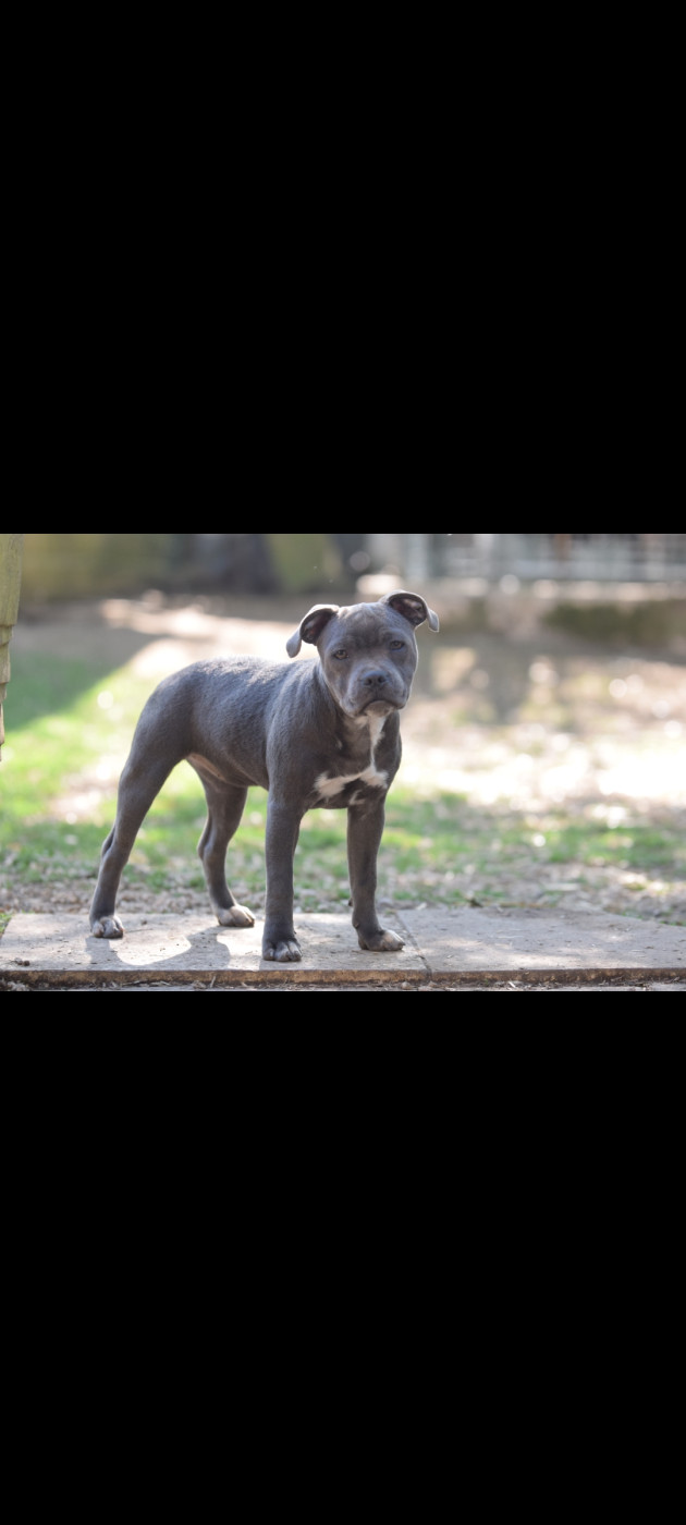 Blue Best - Chiots disponibles - Staffordshire Bull Terrier