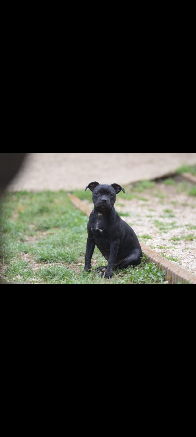 Blue Best - Chiots disponibles - Staffordshire Bull Terrier