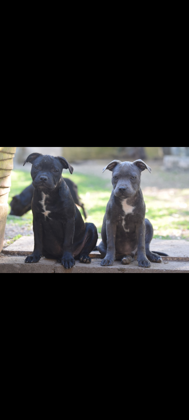 Blue Best - Chiots disponibles - Staffordshire Bull Terrier