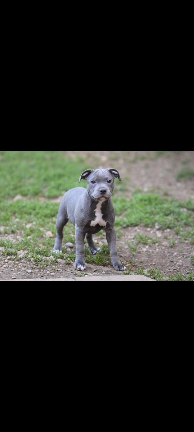 Blue Best - Chiots disponibles - Staffordshire Bull Terrier