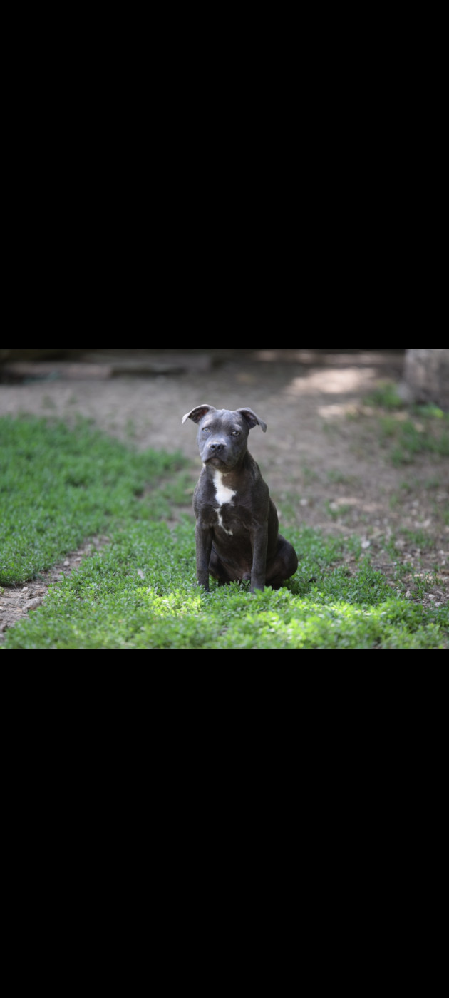 Blue Best - Chiots disponibles - Staffordshire Bull Terrier