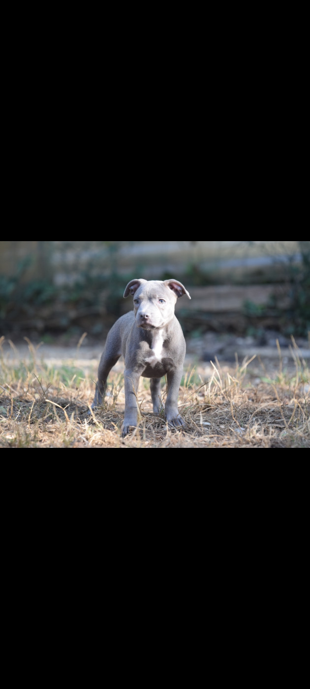 Blue Best - Chiots disponibles - Staffordshire Bull Terrier