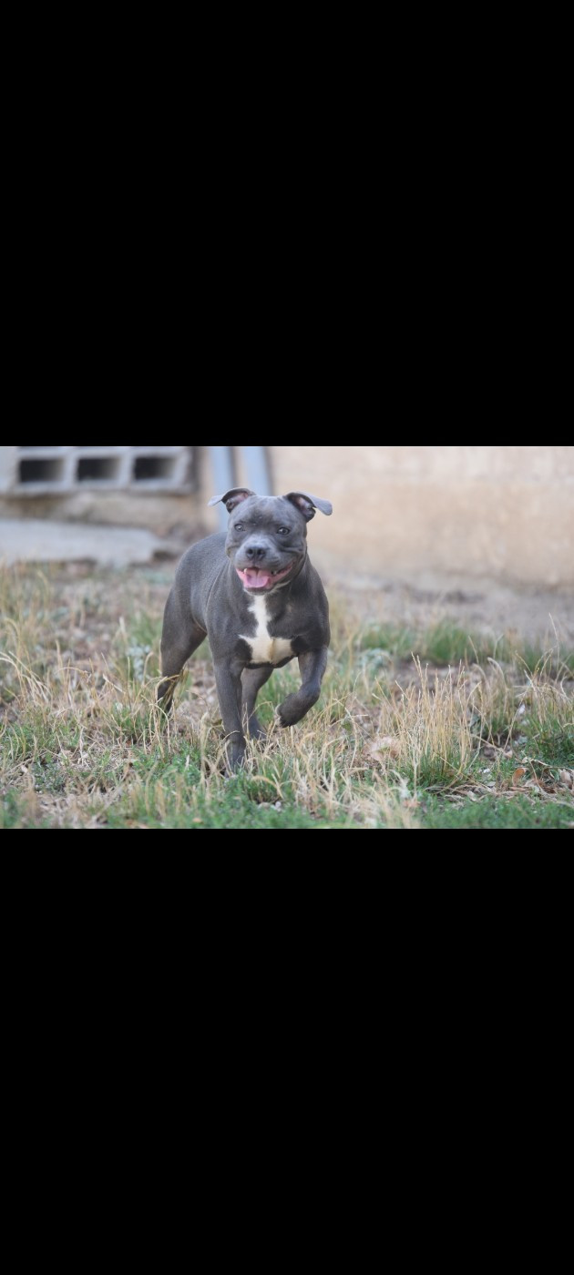Blue Best - Chiots disponibles - Staffordshire Bull Terrier