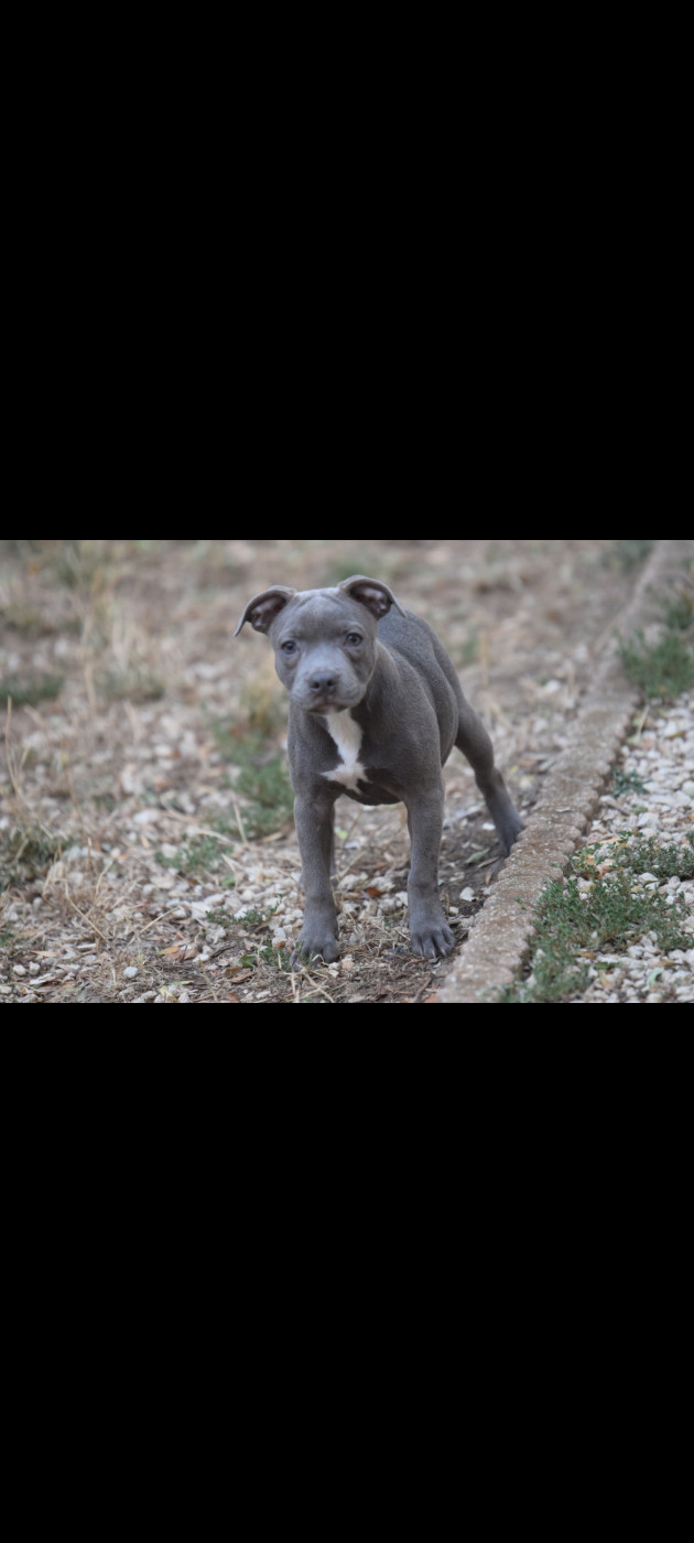 Blue Best - Chiots disponibles - Staffordshire Bull Terrier