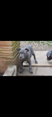 Chiot N°2