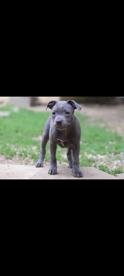 Chiot N°4