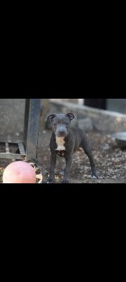Chiot N°3